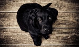 Onfido Provides Biometric Onboarding for German Online Pet Exchange