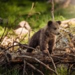 Researchers Use Bear Biometrics for Research, Conservation Efforts