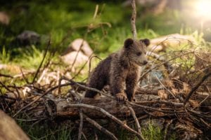 Researchers Use Bear Biometrics for Research, Conservation Efforts