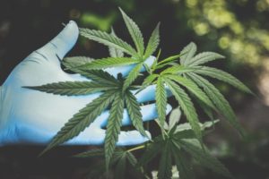 NxGen Uses Biometrics to Secure Cannabis Delivery Containers