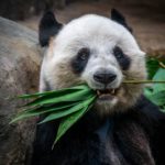 Panda Researchers Build Panda Facial Recognition App for Panda Science